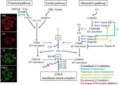 Editorial: Role of complement activation in kidney diseases